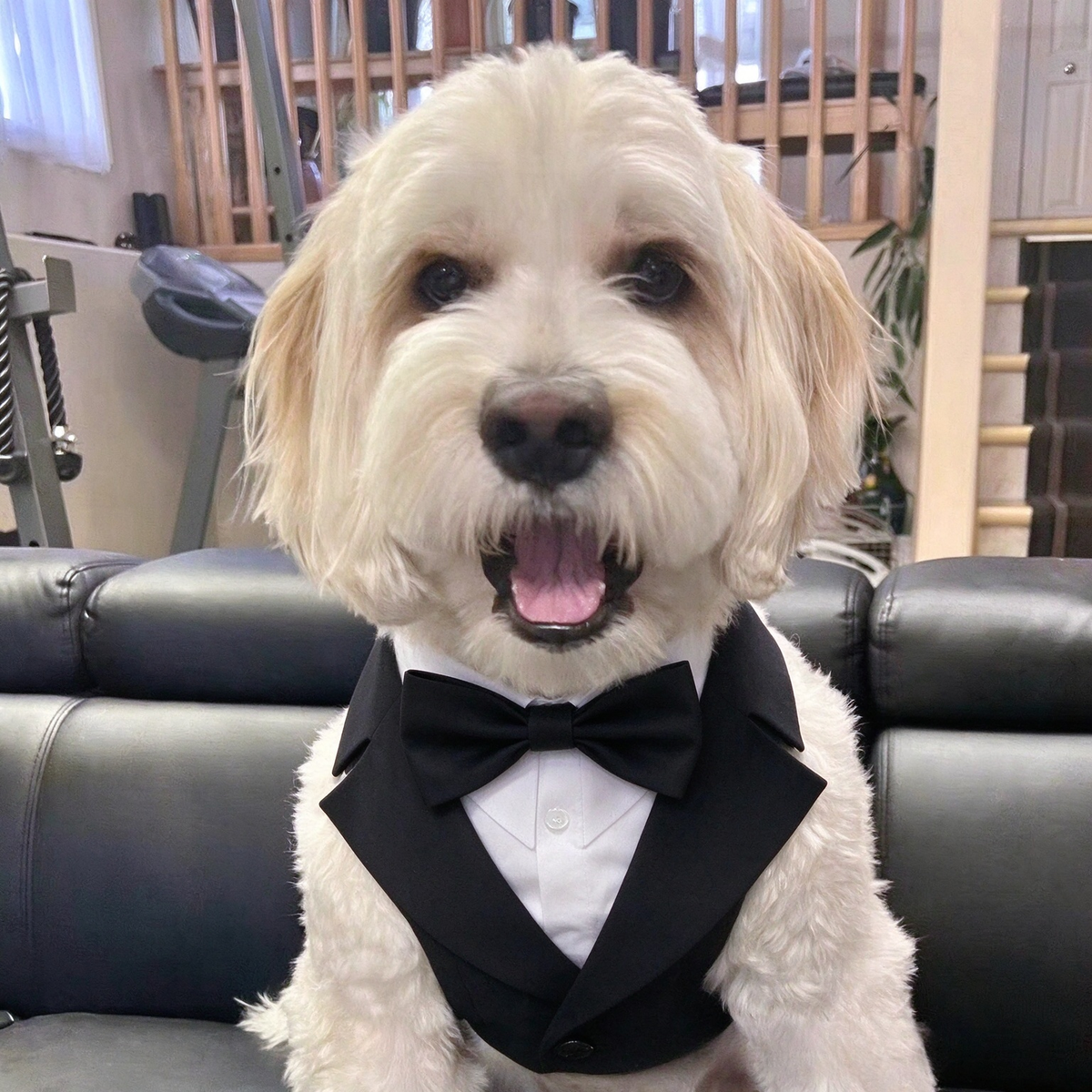 Dog Tuxedo Harness with Bow Tie, Formal Wedding Suit Vest Harness for Small Medium Dogs, Adjustable Pet Party Outfit