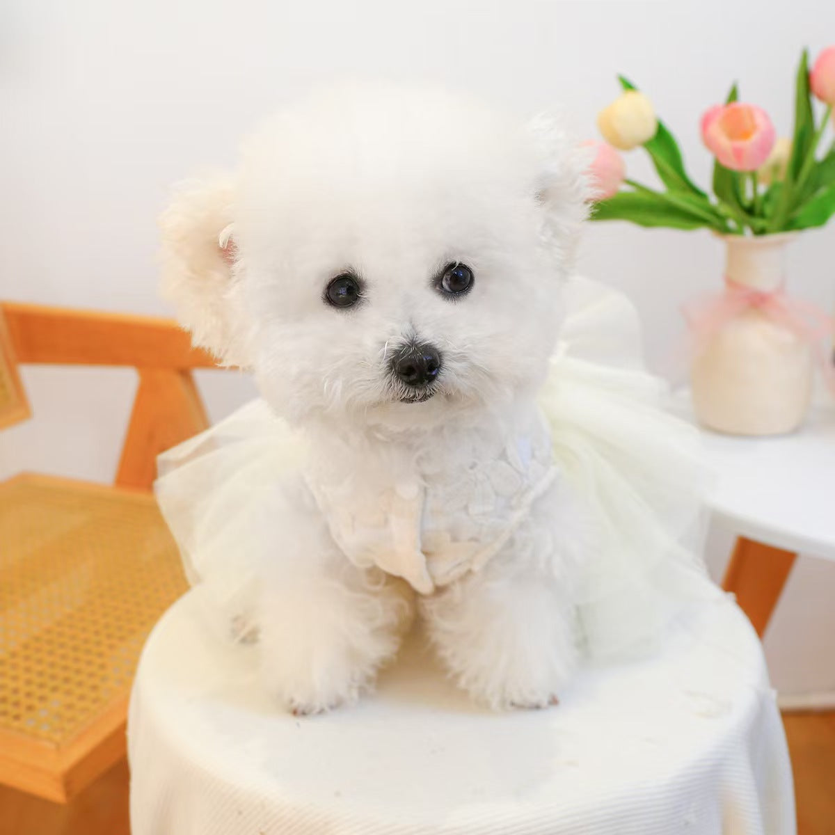 Tulle Tutu Pet Dress for Small Dogs & Cats – Princess Lace Ball Gown Puppy Outfit