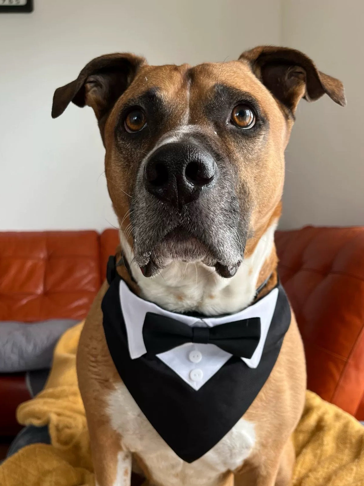 Pet Tuxedo Bib Sewing Pattern PDF – Bow Tie Collar Neck Cover for Cats & Dogs, 10 Sizes XS–6XL, A4 Digital Download