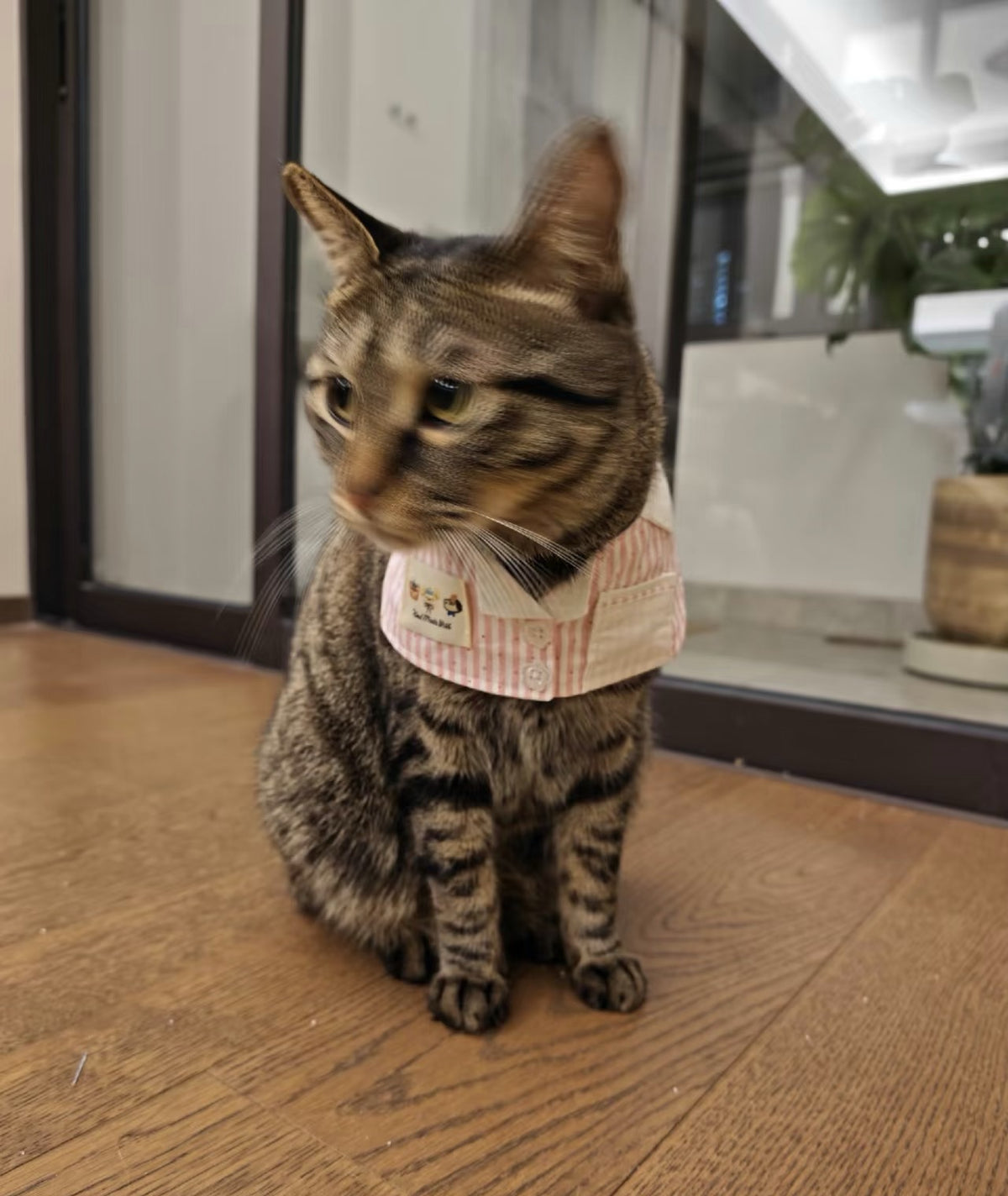 Dog Cat Shirt Collar Bandana Sewing Pattern | PDF Digital Download | Sizes S–L | Pet Shirt Bib Pattern