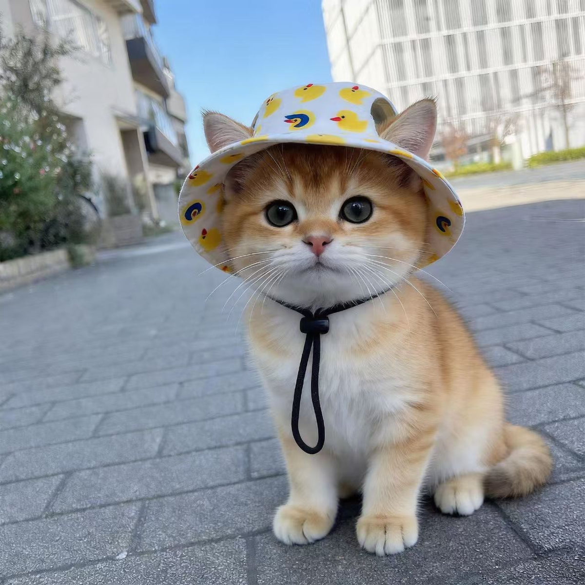 Pet Bucket Hat for Dogs & Cats — Breathable Summer Sun Hat with Adjustable Chin Strap, 3 Cute Styles (Garden, Duck & Soccer Print), Sizes S–L (Up to 50 lb)