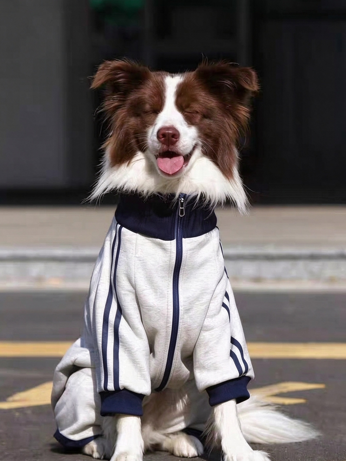 Pet School Uniform Sweatshirt PDF Sewing Pattern | S-4XL Inch Sizes, A3 Printable, Step-by-Step Sewing Tutorial, Digital Dog Coat Pattern