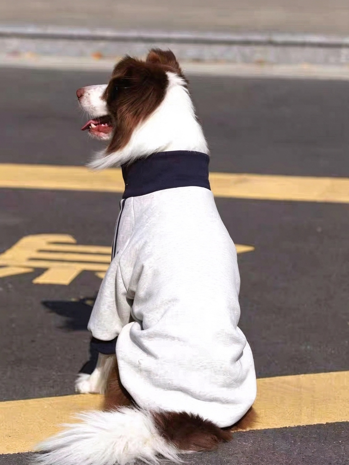 Pet School Uniform Sweatshirt PDF Sewing Pattern | S-4XL Inch Sizes, A3 Printable, Step-by-Step Sewing Tutorial, Digital Dog Coat Pattern