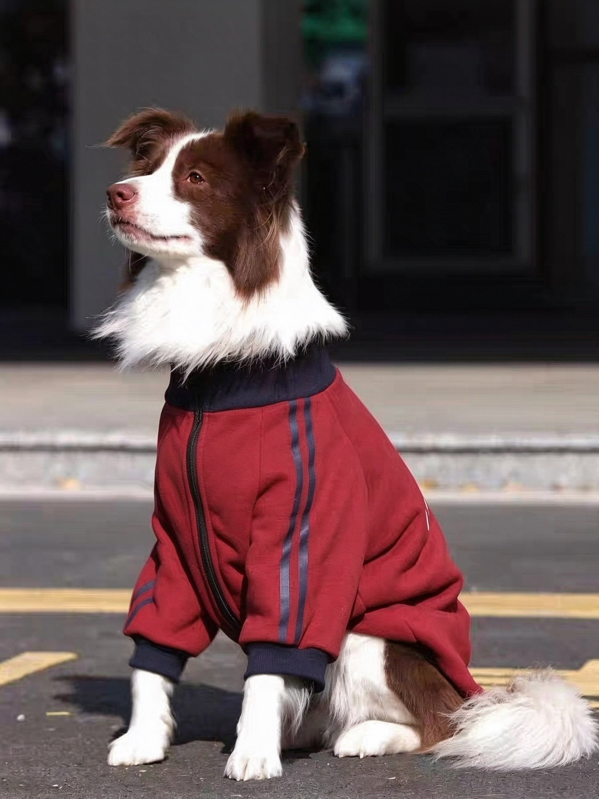 Pet School Uniform Sweatshirt PDF Sewing Pattern | S-4XL Inch Sizes, A3 Printable, Step-by-Step Sewing Tutorial, Digital Dog Coat Pattern
